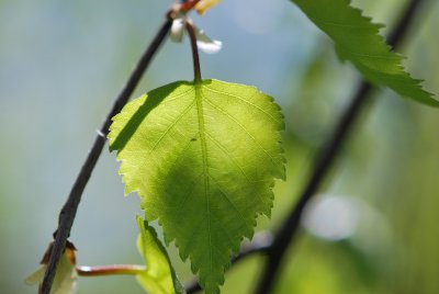 Betula pendula 'Youngii' - bříza bělokorá 'Youngii' - list